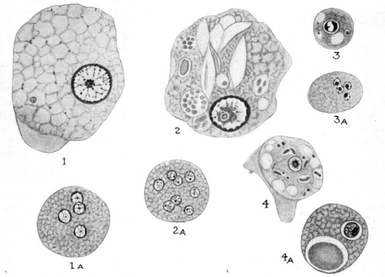 Line drawings of amoebae.