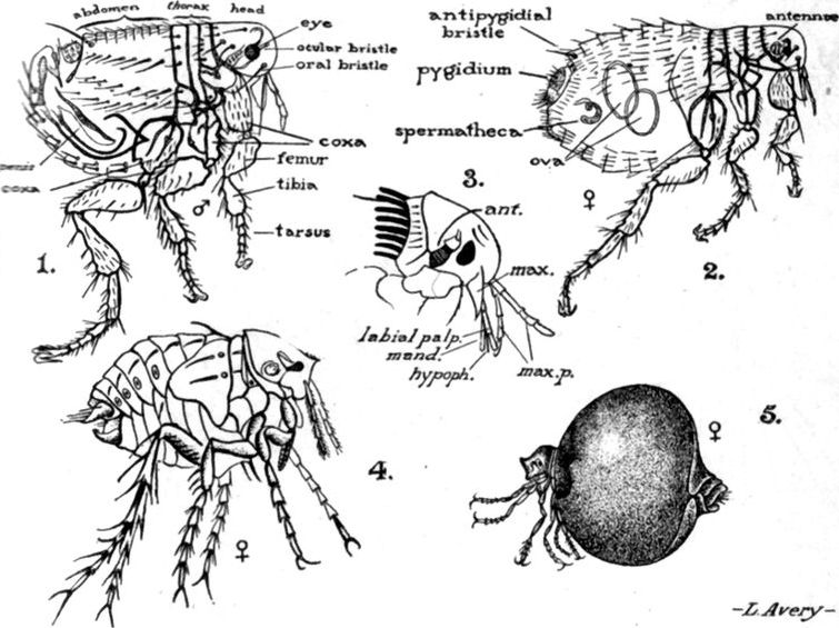 Line drawings of rat fleas.
