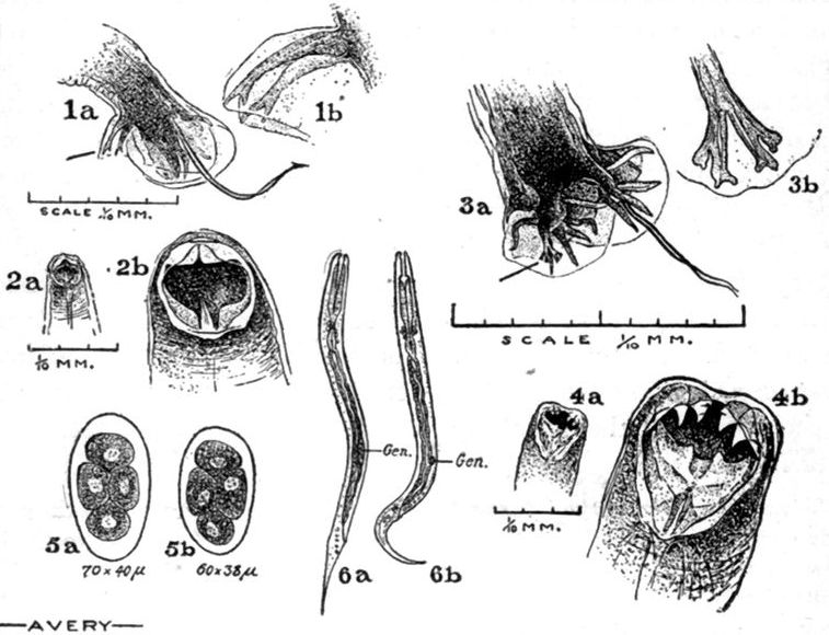Line drawings of the hookworm.