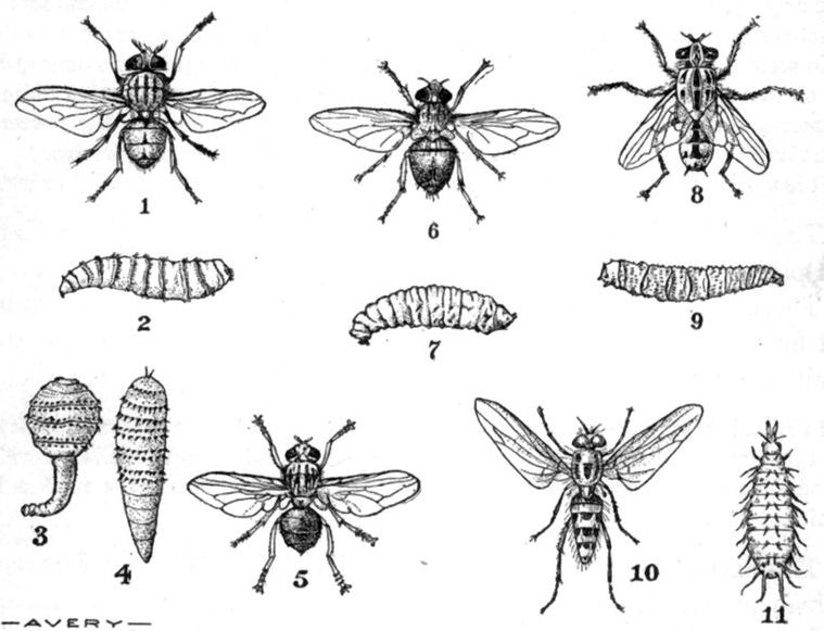 Line drawings of various insects.