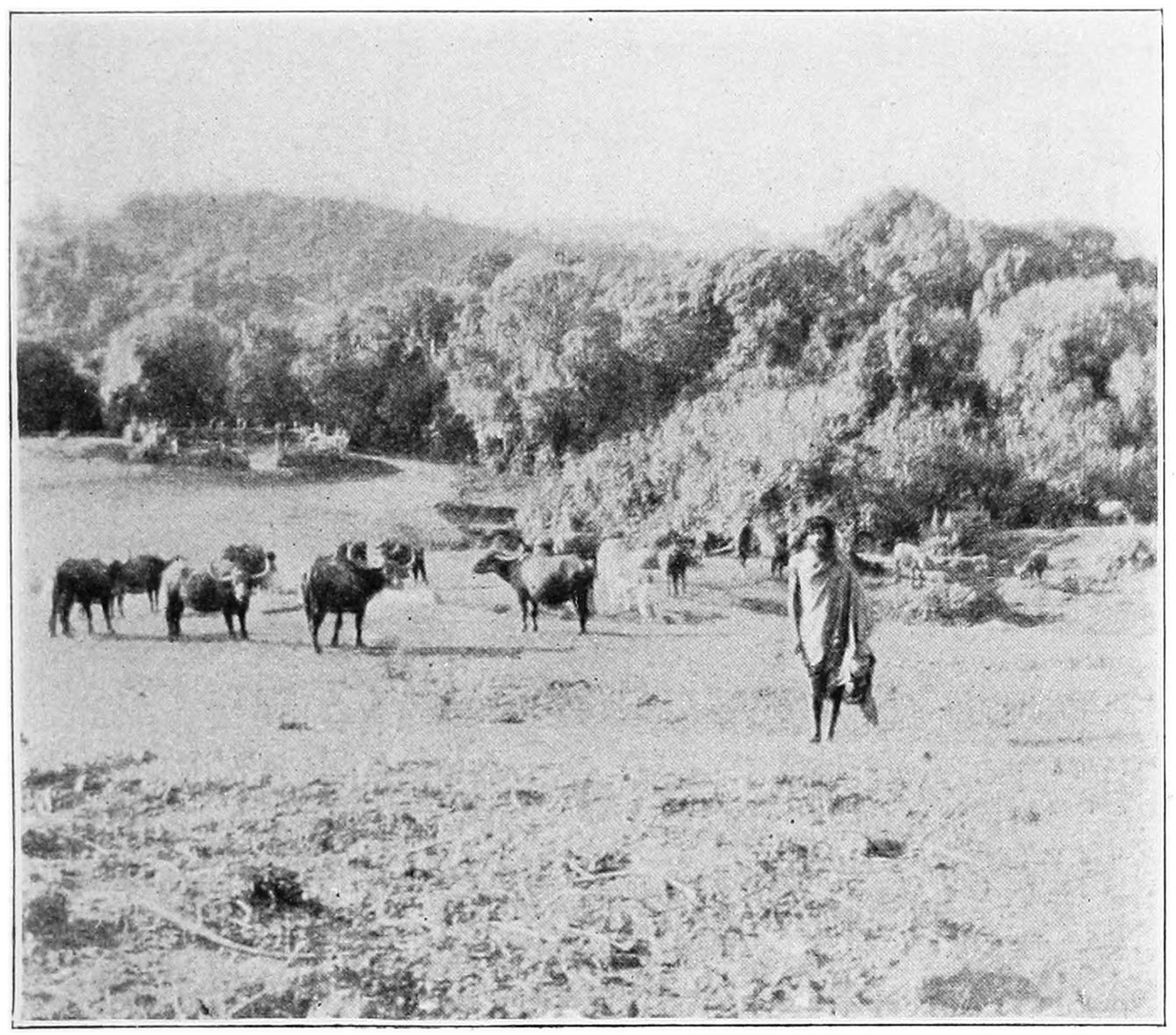 FIG. 16.—THE MORNING MILKING AT THE VILLAGE OF MOLKUSH. IN THE BACKGROUND IS A MODERN ‘TU’ MADE OF WOODEN PALINGS.