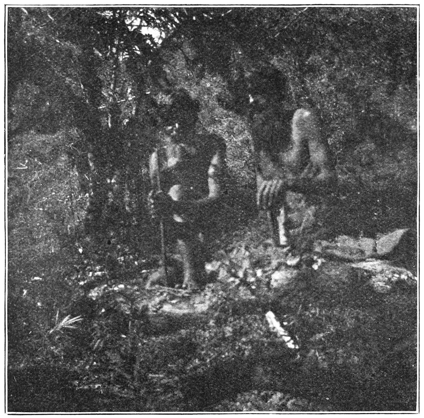 FIG. 37.—PUNATVAN AND PICHIEVAN ATTEMPTING TO MAKE FIRE AT THE ‘ERKUMPTTHPIMI’ CEREMONY.This and the succeeding photographs were taken in a badly lighted wood, and represent the actual ceremony.