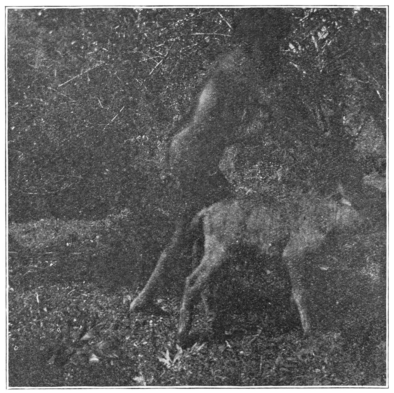 FIG. 39.—STROKING THE BACK OF THE CALF WITH THE ‘TOASHTITUDR.’ PUNATVAN IS BEGINNING THE THIRD MOVEMENT, AND ONE OF THE BRANCHES OF LEAVES CAN BE SEEN ON THE GROUND BEHIND THE CALF.