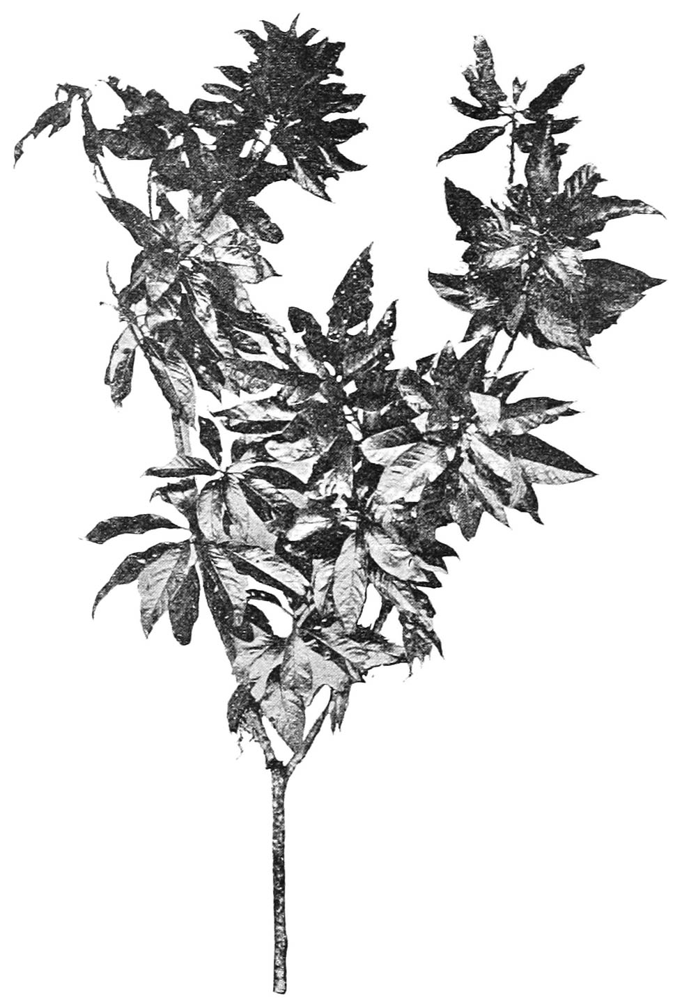 FIG. 58.—BOUGH OF THE ‘TUDR’ TREE. (From Marshall.)