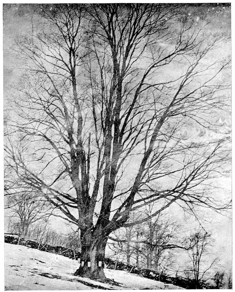 A History of Vermont’s Maple Sugar Industry Project Gutenberg