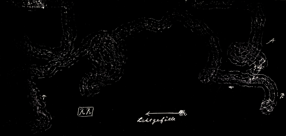 1 Exemplar, zwei Mal eingesetzt;
  mit Licht- und Temperaturgefälle