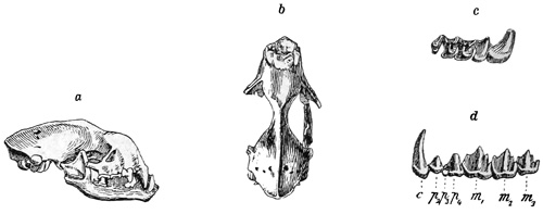 Fig. 538.