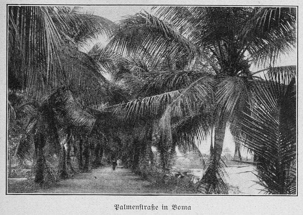 Palmenstraße in Boma