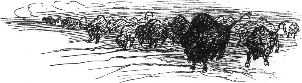 Eine Büffelherde auf den
  Ländereien der Traummenschen