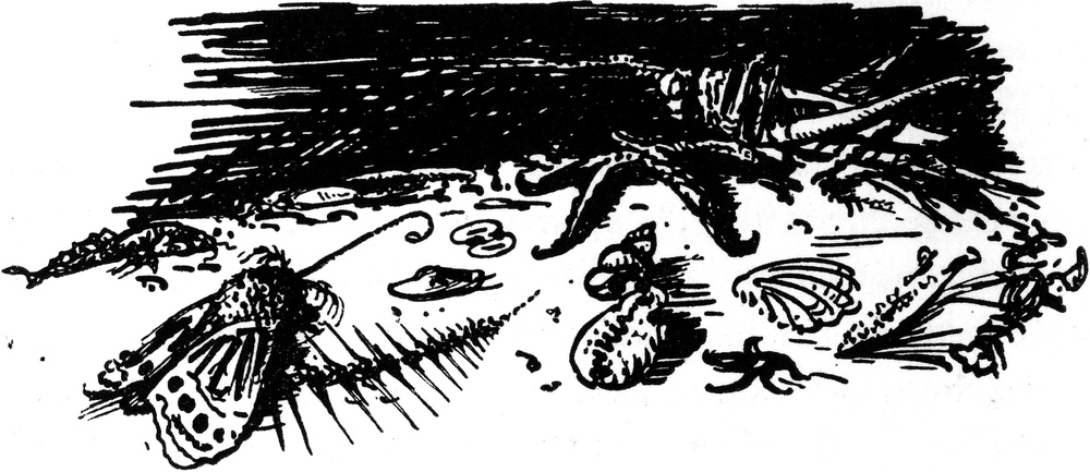 Allerlei Insekten, Muscheln
  und Überreste anderer Tiere am Flussufer