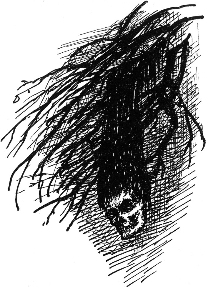 Der Schatz des irrsinnigen
  Brendel