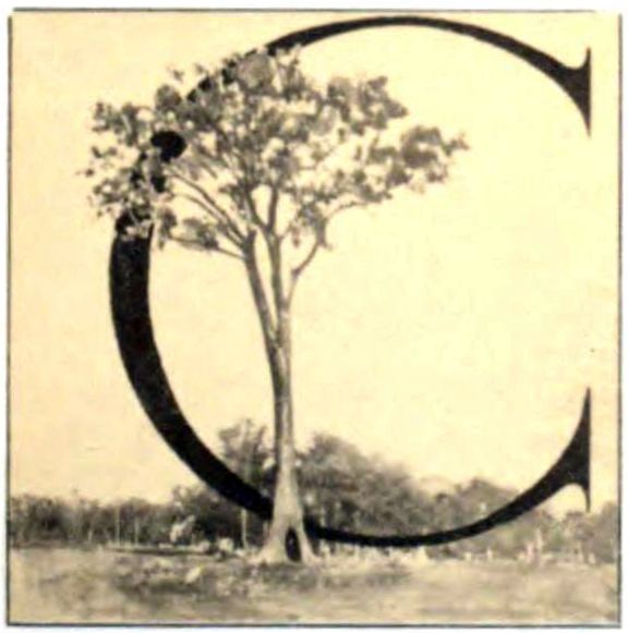 COTTONWOOD, NEAR CHICAGO.Height, 127 ft.; diameter, 10 ft. 