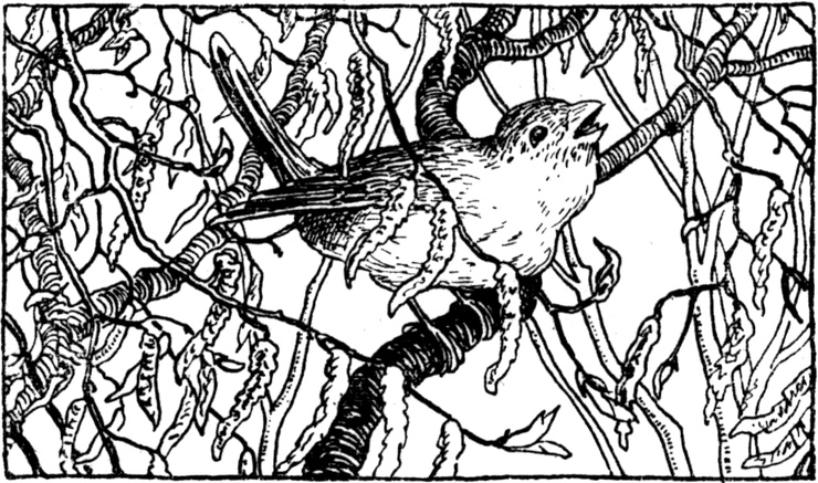 Der kleine Vogel singt
  in den Zweigen