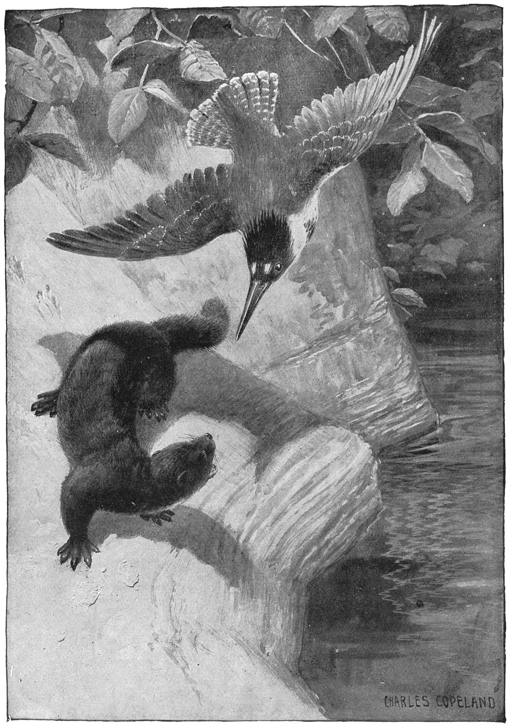 Eens verjoeg hij, onder mijn eigen oogen, een „mink” en doodde het kwaadaardige beest bijna ...