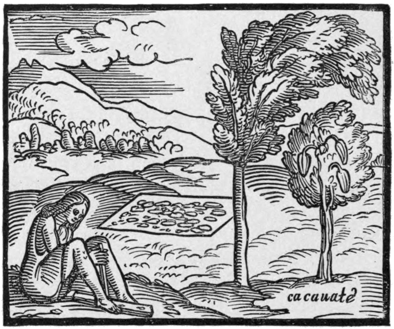 Cocoa tree or cacauate as described below