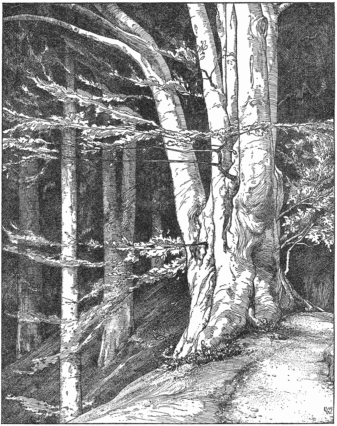 Beukenbosch in Limburg.