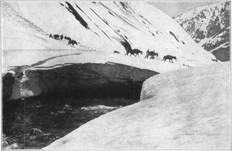 A group of horses and men crossing a ravine on a snow covered mountain.