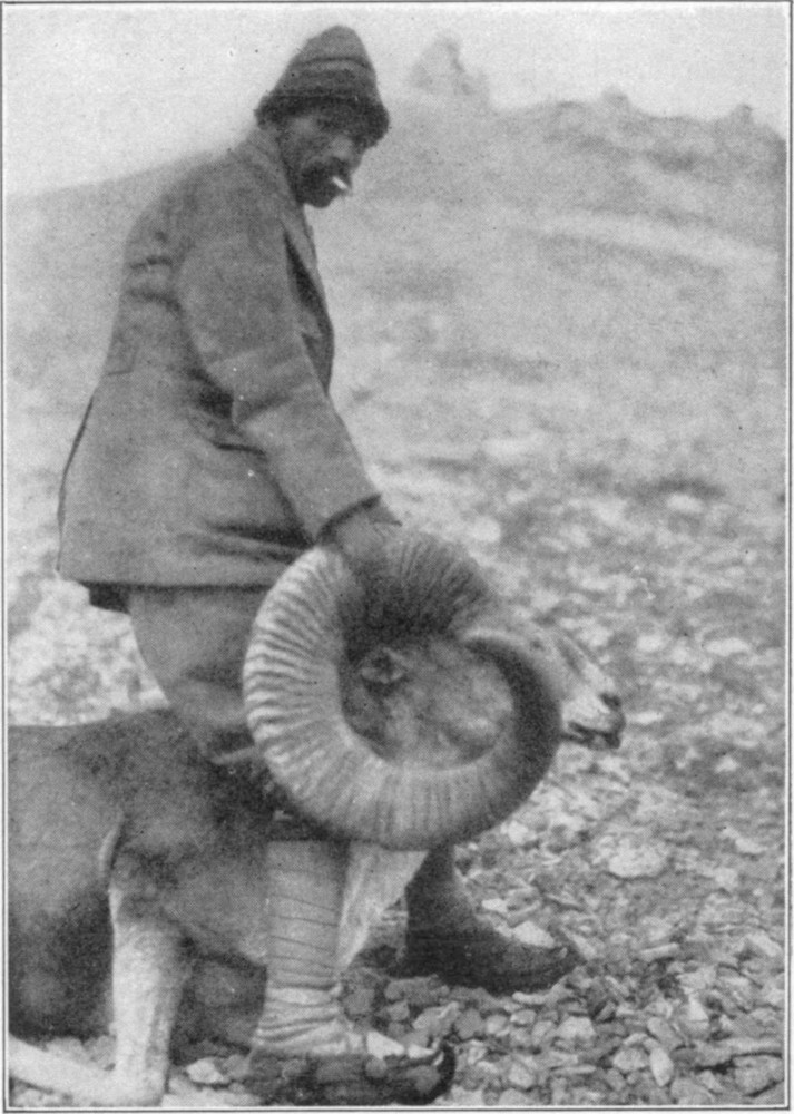 A men holding up a dead ovis's head by the horns while straddling the animals body.