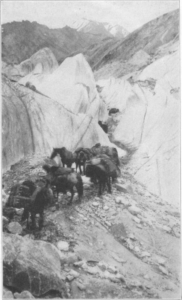 A row of horses walking along a winding path through a glacier, with mountains in the background.