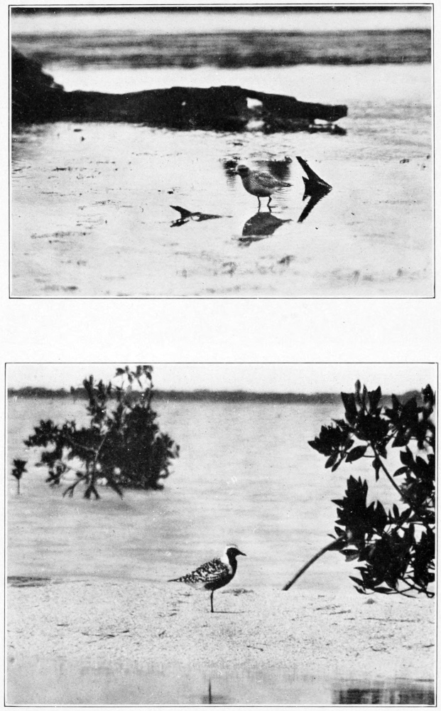 Black-bellied plover