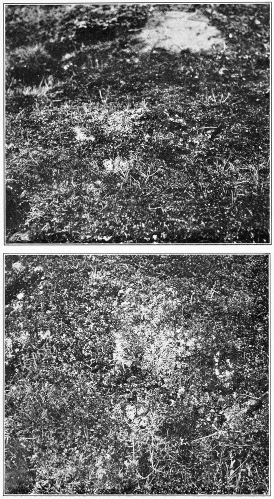 American golden plover