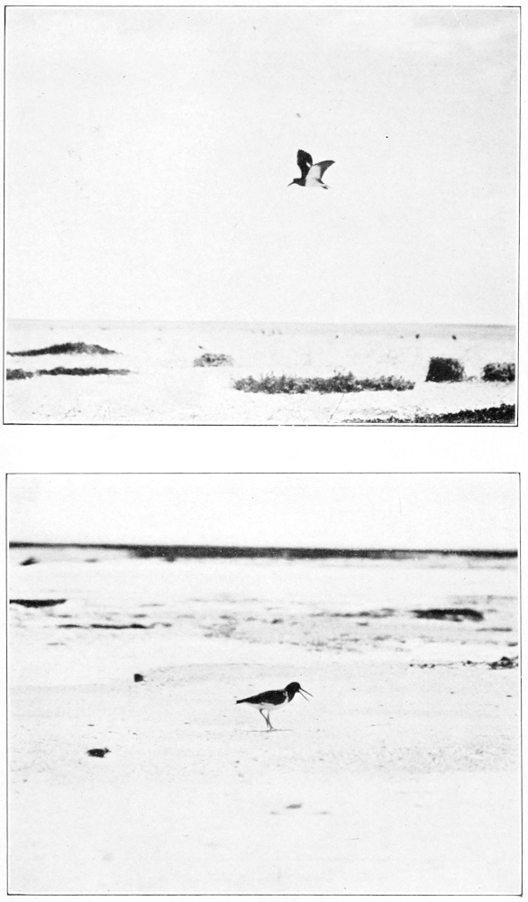 Frazer oyster catcher