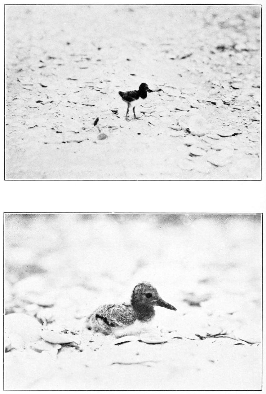 Frazer oyster catcher