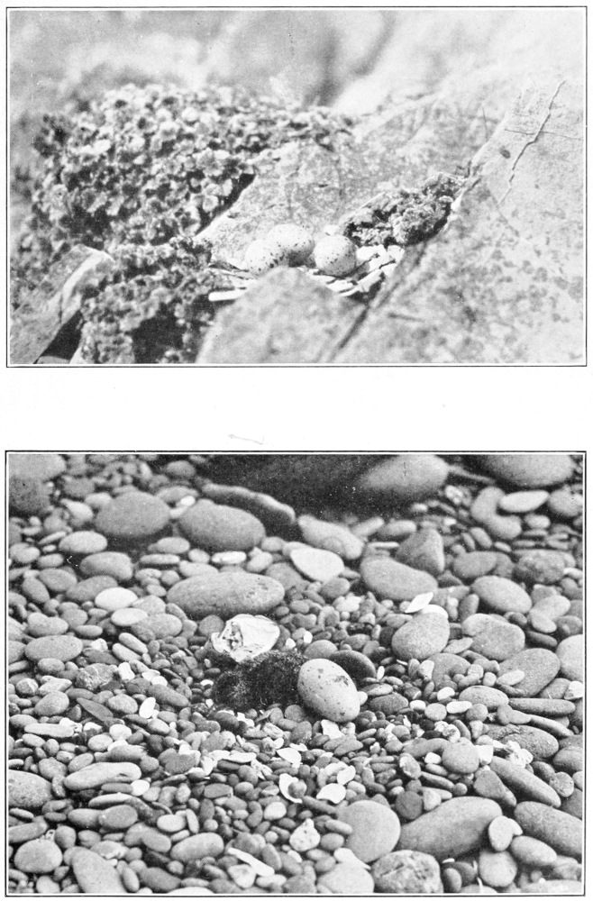 Black oyster catcher