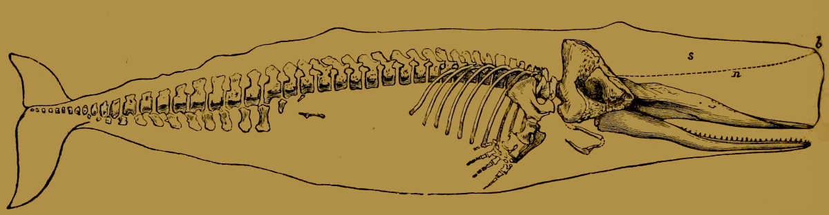 Skeleton of the Sperm Whale