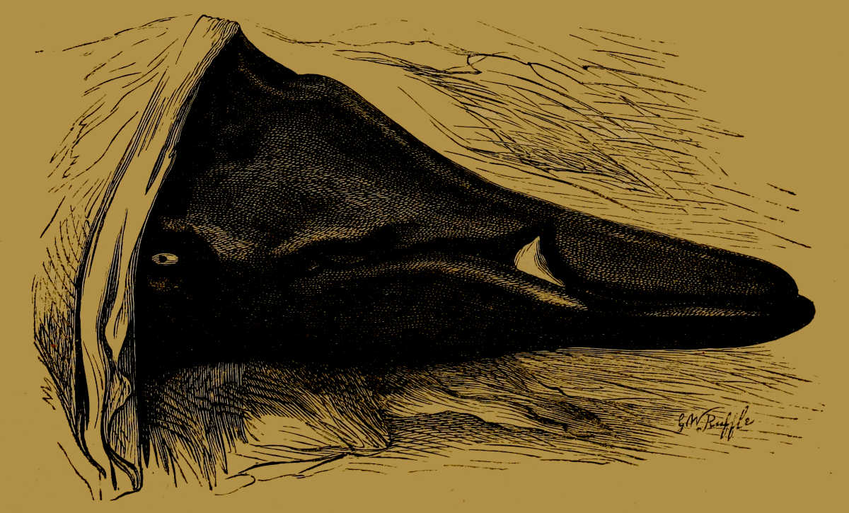 Head of Sowerby’s Whale