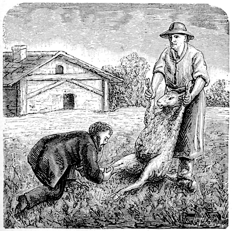 engraving of sheep vaccination