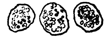 line drawing of cells with small black granules