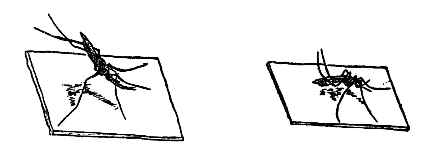 line drawing of zanzarone and Culex mosquitoes