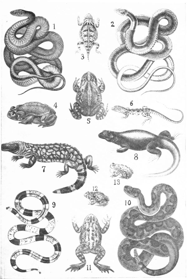Drawings of various reptiles