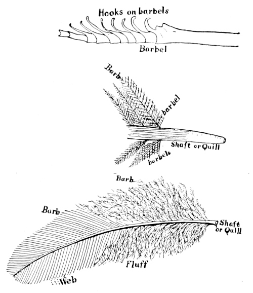 feather