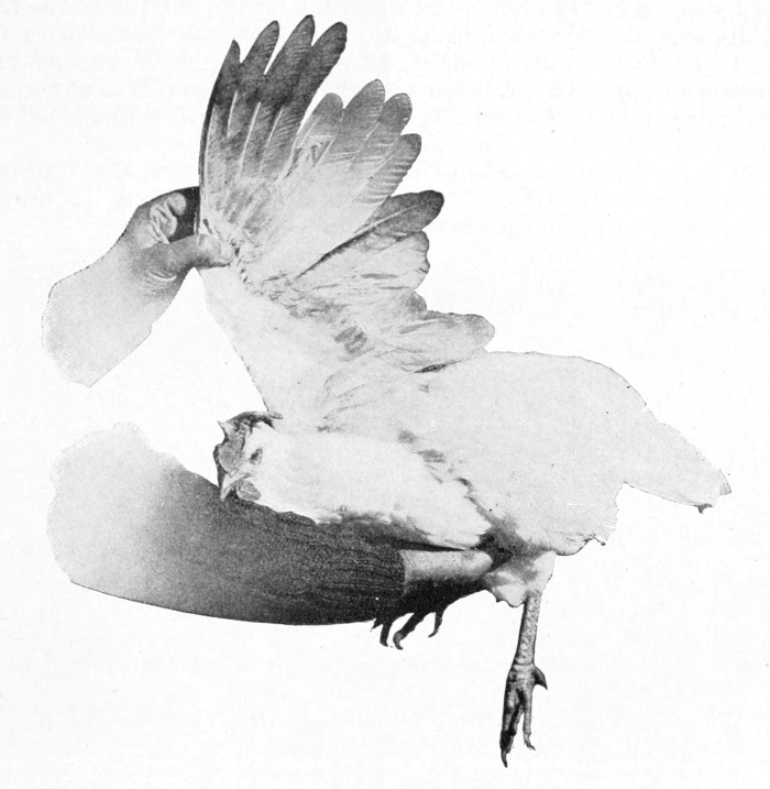hen