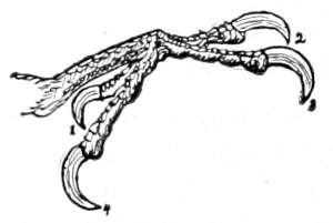 Downy foot