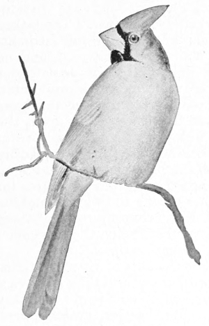 Cardinal