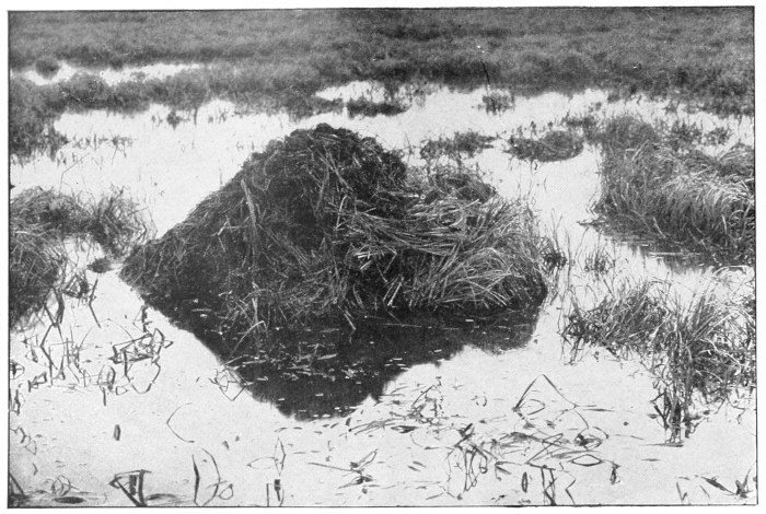 Muskrat lodge
