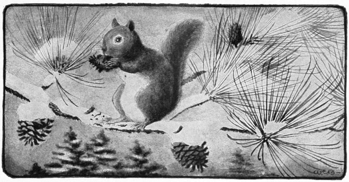 Red squirrel