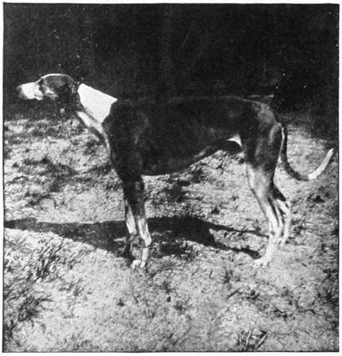 Greyhound