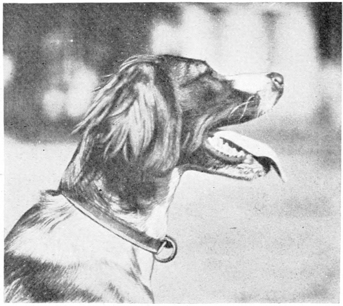 Bird dog