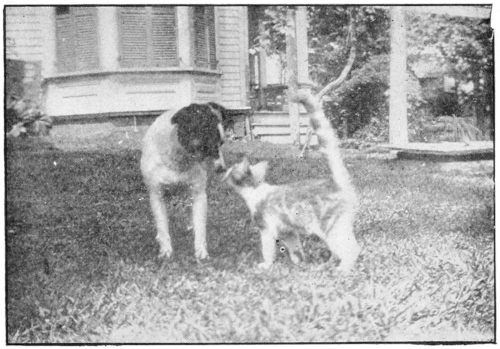 Cat and dog