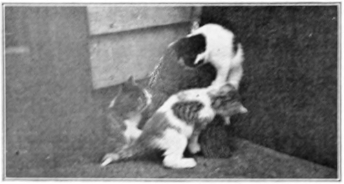 Cats