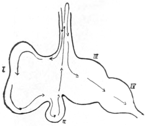 Cow's stomach