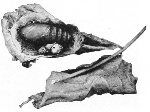 Luna cocoon