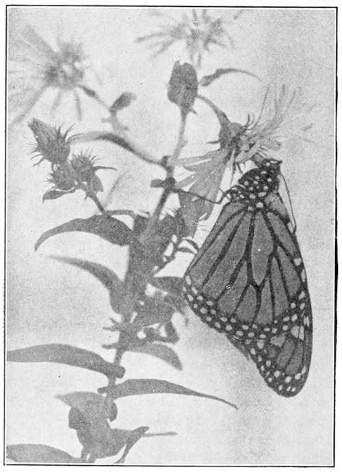 Monarch butterfly