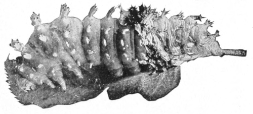 Cecropia caterpillar