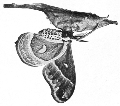 Moth out of cocoon