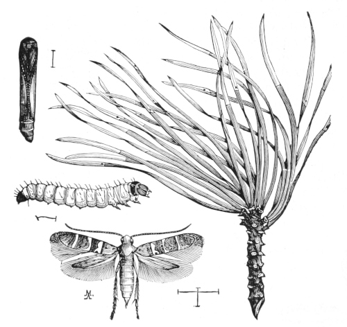 Pine-needle miner